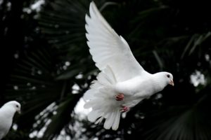 two white doves flying